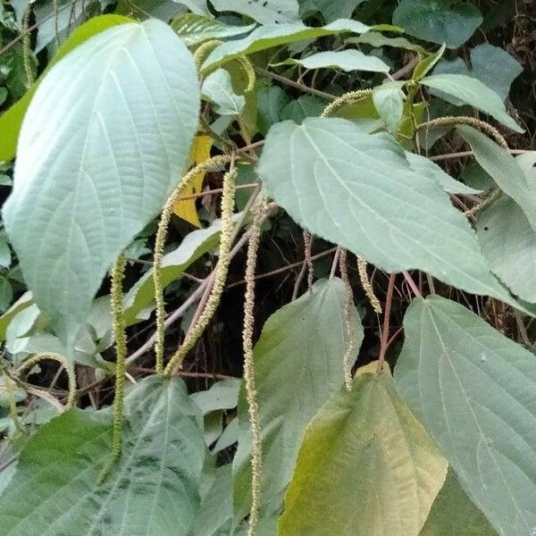 Acalypha amentacea Leaf