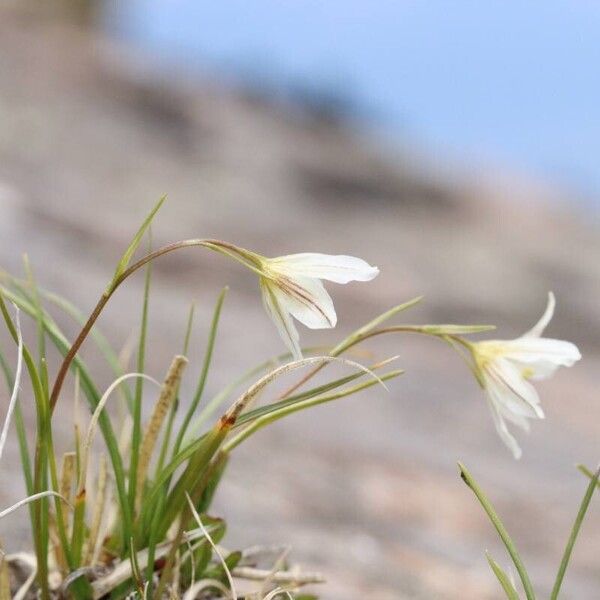 Gagea serotina Flower