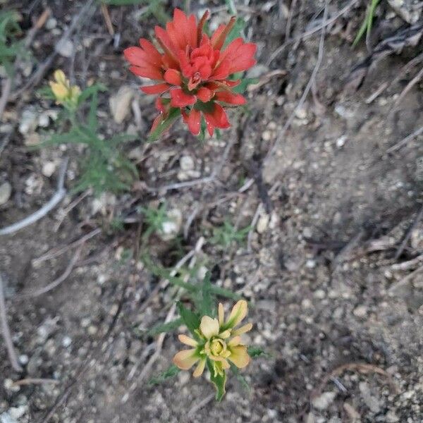 Castilleja applegatei Flower