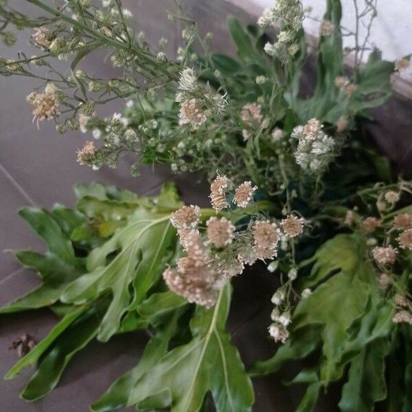 Gypsophila paniculata Flower