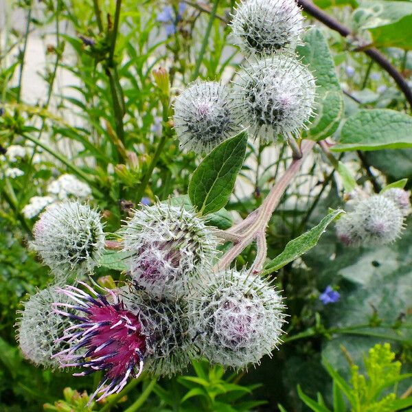 Arctium tomentosum Цвят