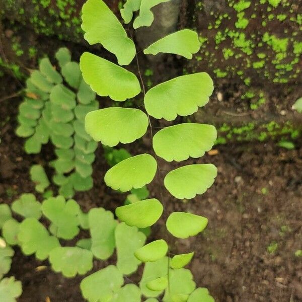 Adiantum philippense Leaf