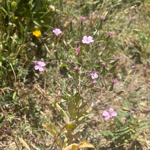 Gypsophila vaccaria Flor