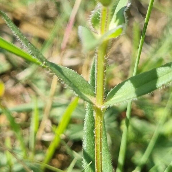 Prunella hyssopifolia Hoja