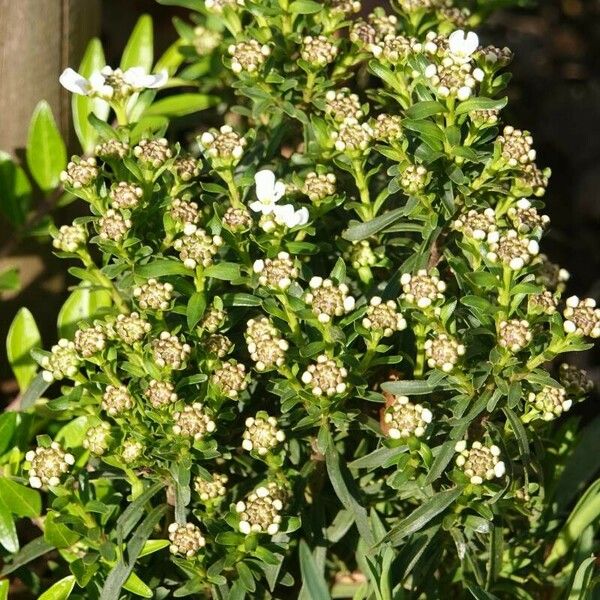 Iberis sempervirens आदत