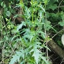 Erechtites hieraciifolius Hábitos