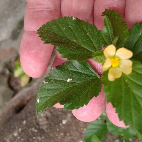 Malvastrum coromandelianum Flor