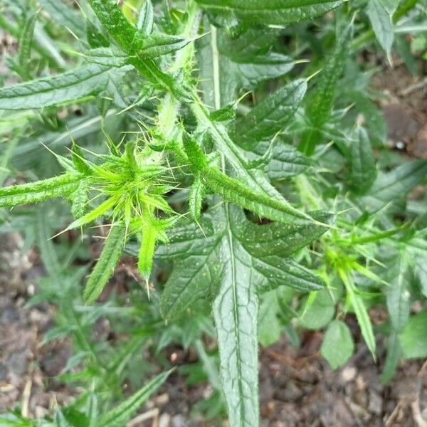 Cirsium vulgare পাতা