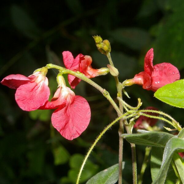 Macroptilium lathyroides Blüte