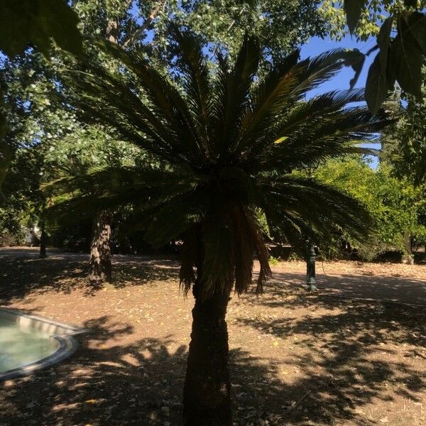 Cycas revoluta عادت