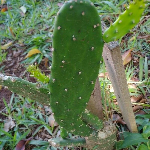 Opuntia cochenillifera Leaf