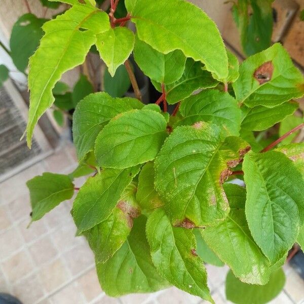 Actinidia arguta Blad