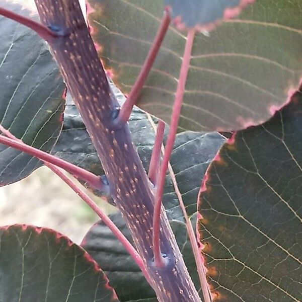 Cotinus coggygria Bark