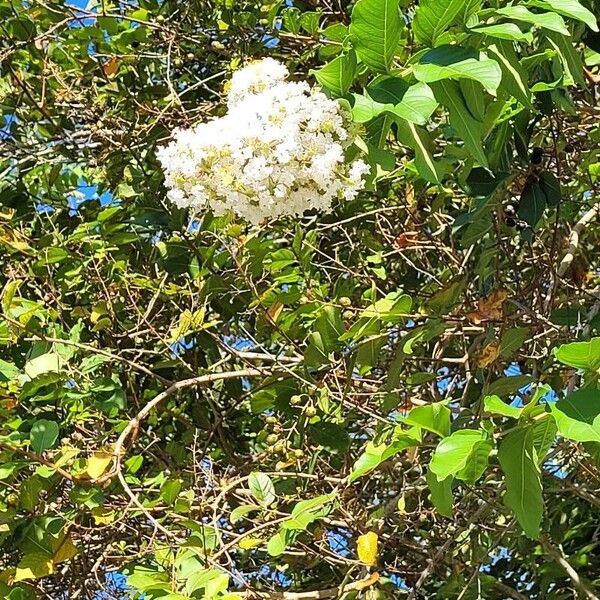 Lagerstroemia speciosa Květ