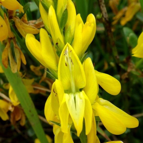 Genista tinctoria Flower