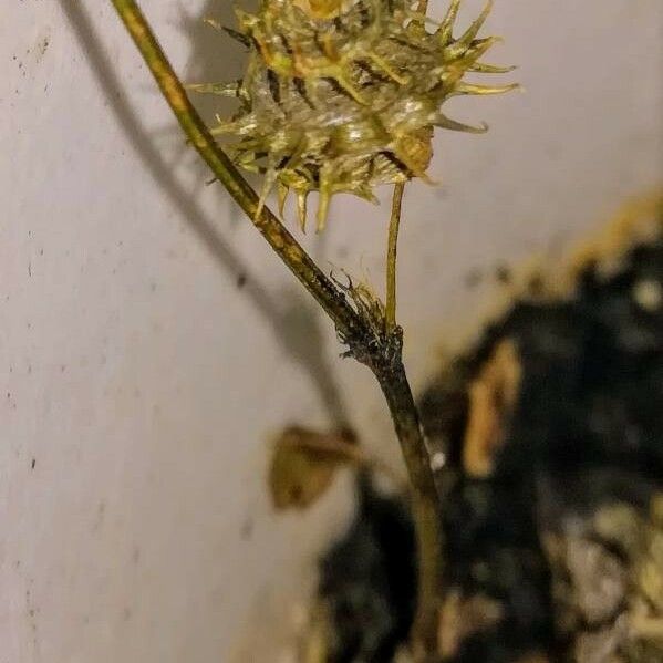 Medicago polymorpha Fruit