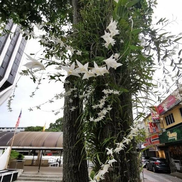 Dendrobium crumenatum عادت داشتن