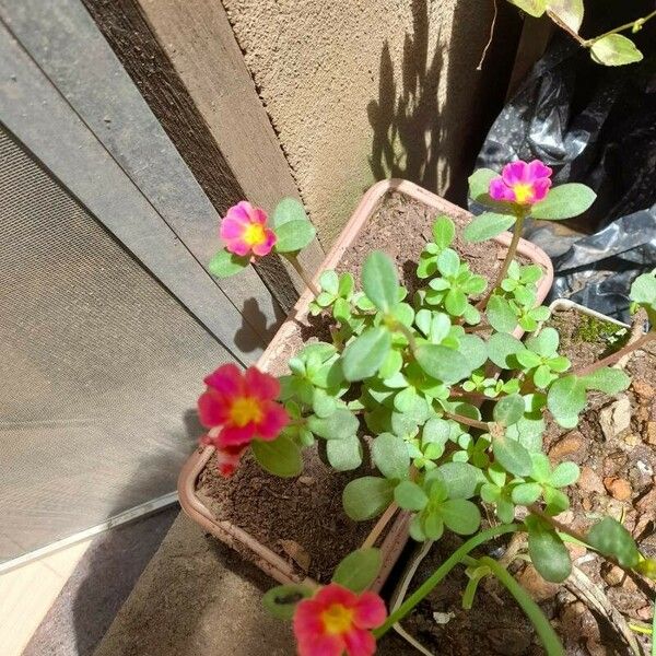 Portulaca umbraticola Flor