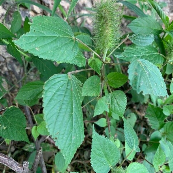 Acalypha alopecuroidea Λουλούδι