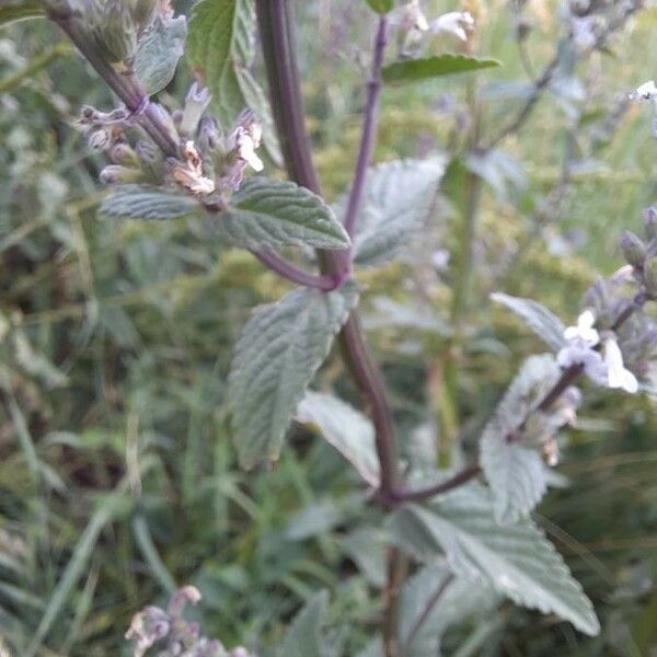 Nepeta nuda Blad