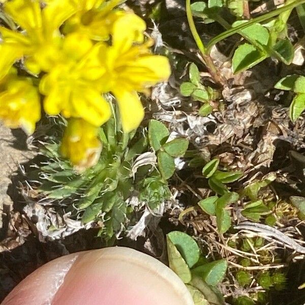 Draba aizoides Blad