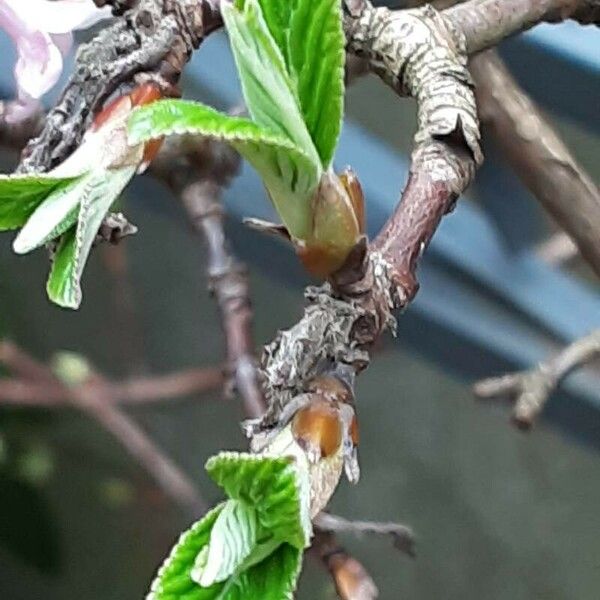 Viburnum × bodnantense Blatt