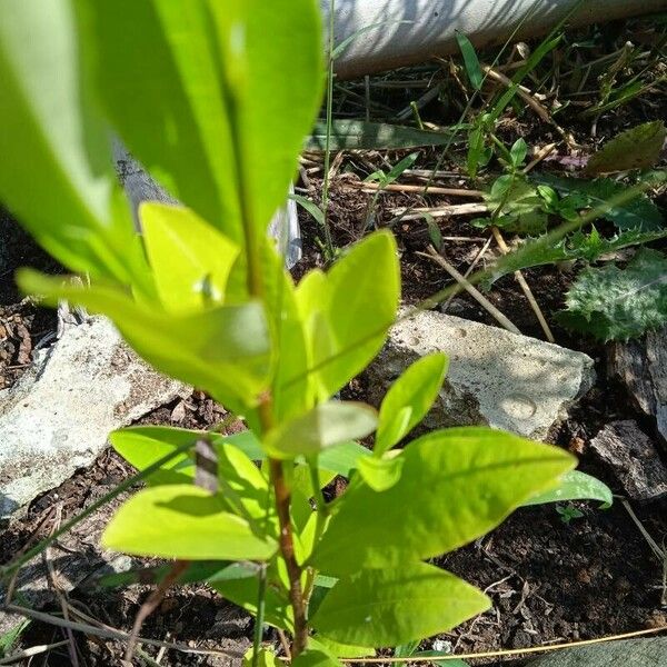 Erythroxylum coca Blad