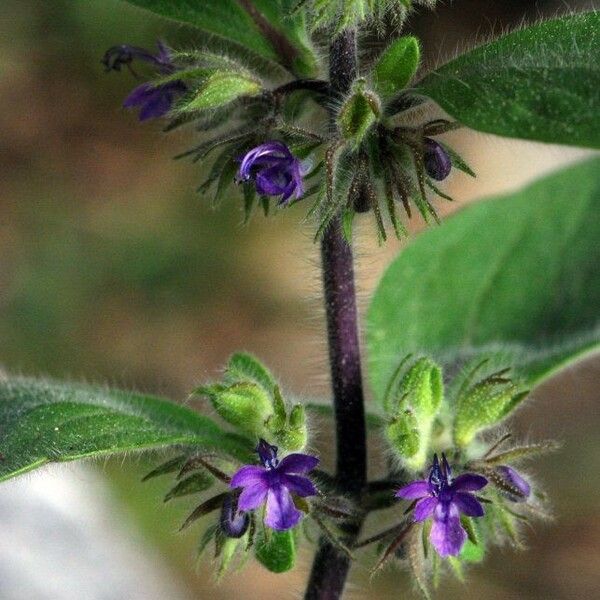 Trichostema oblongum Кора