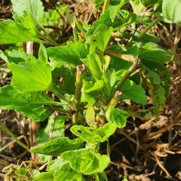 Ocimum gratissimum 葉