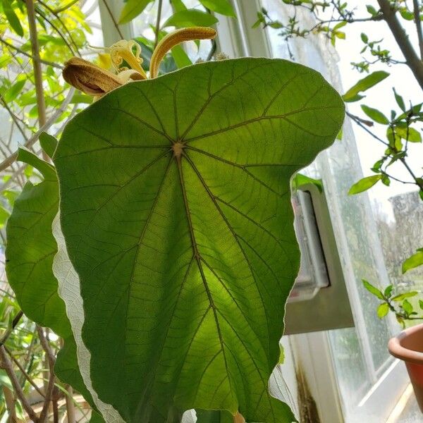 Pterospermum acerifolium Feuille