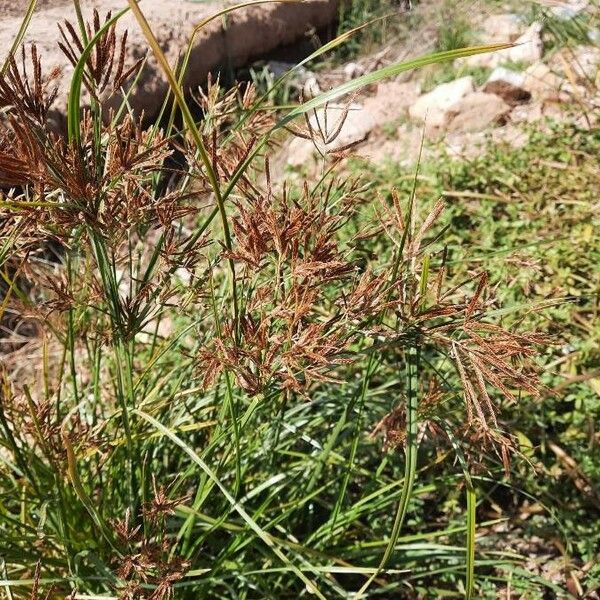 Cyperus rotundus Flower