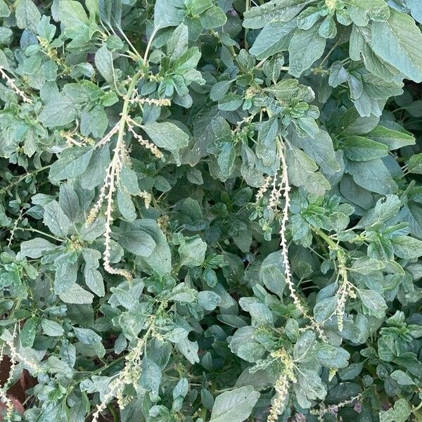 Amaranthus blitum Frunză