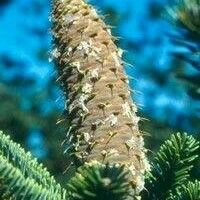 Abies nebrodensis Frukto