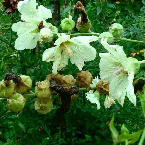 Alcea rosea Celota