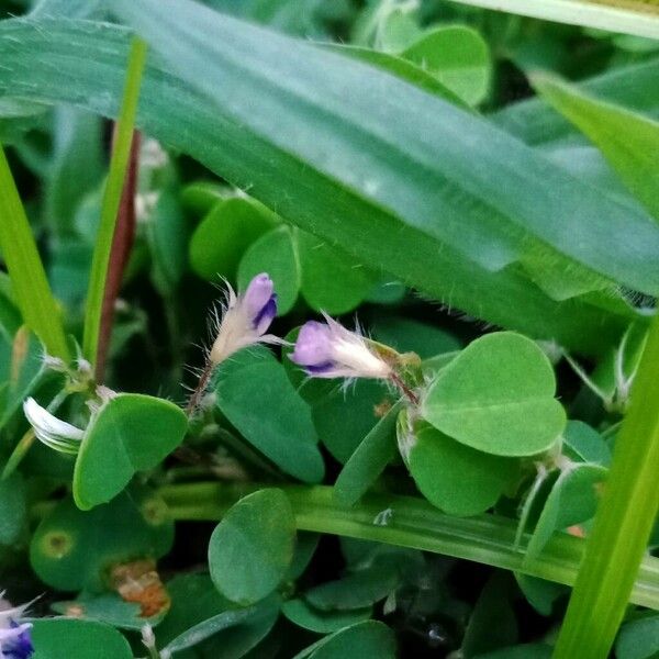 Desmodium triflorum Kukka