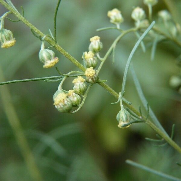 Artemisia abrotanum Çiçek