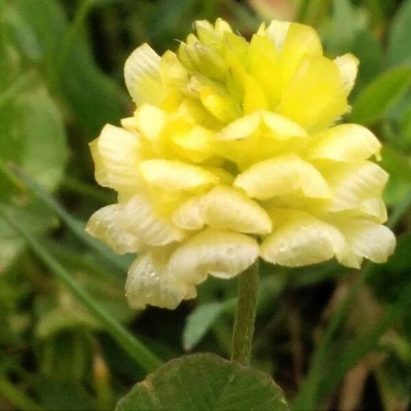 Trifolium badium Flower