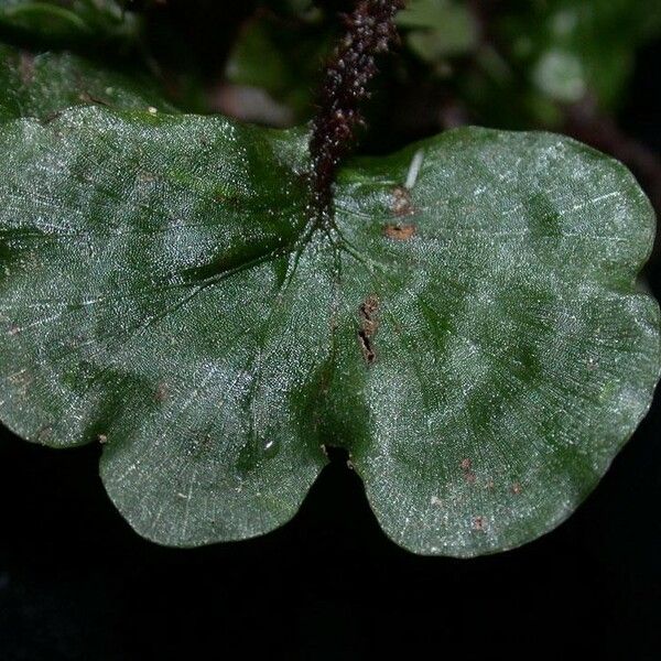 Trichomanes godmanii Leaf