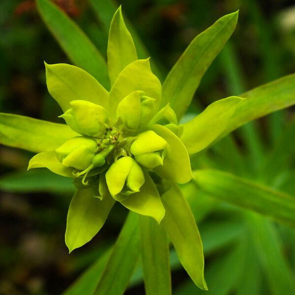 Euphorbia esula പുഷ്പം