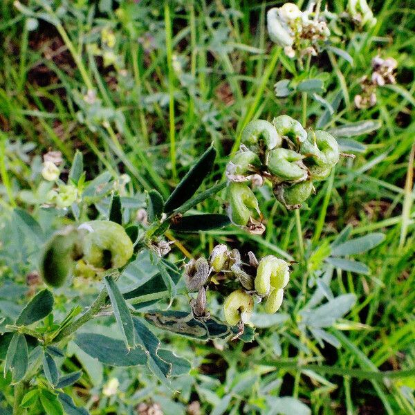 Medicago sativa Vrucht