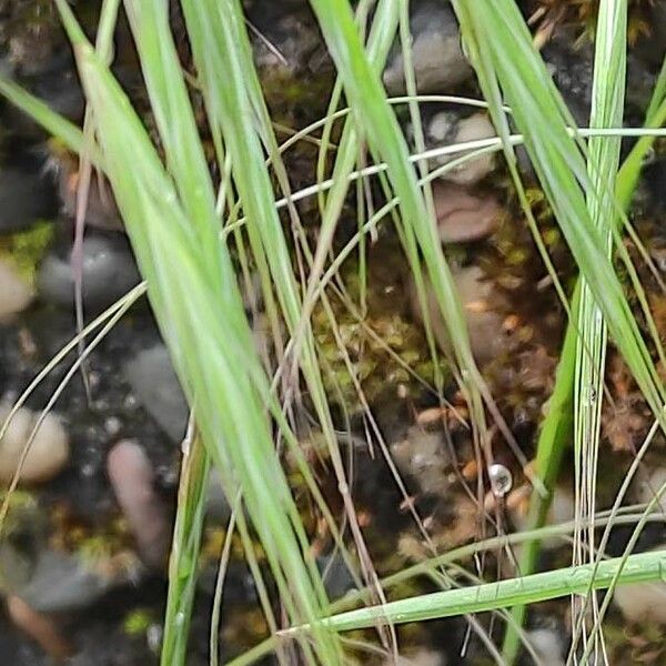 Bromus sterilis Blomst