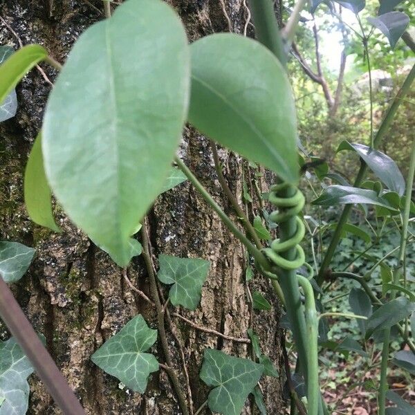 Schefflera heptaphylla Kaarna