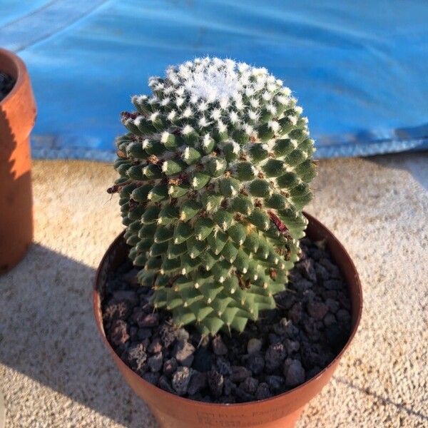 Mammillaria polythele Leaf