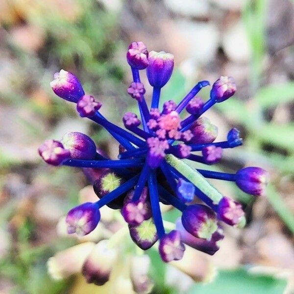 Muscari comosum Квітка