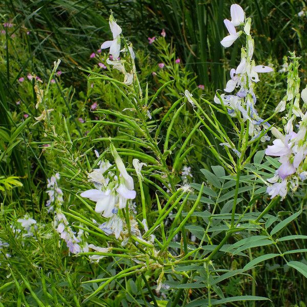 Galega officinalis ᱡᱚ