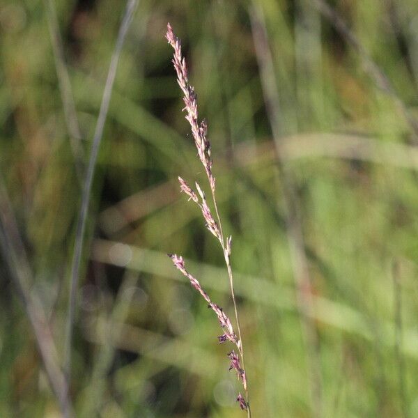 Molinia caerulea Цвят