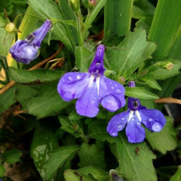 Lobelia erinus Λουλούδι