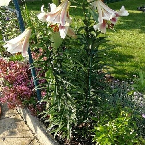 Lilium regale Blüte