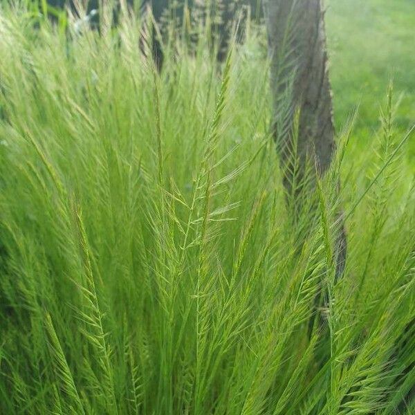 Festuca bromoides List