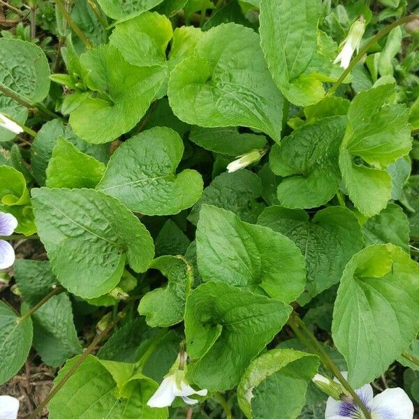 Viola palustris Liść